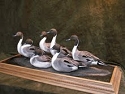 Pintail