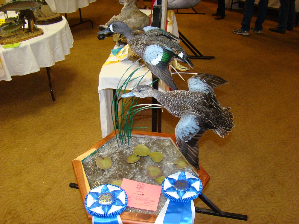 Tony Finazzo's Taxidermy Bird Head Forms CA Taxidermist Artificial Bird